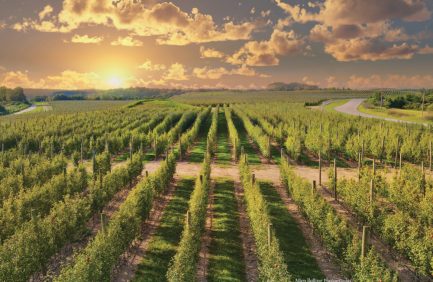 Concept of the orchards in old Kentucky coal mines by AppleAtcha