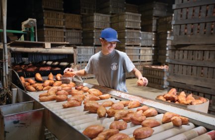Tennessee 4-H and FFA; FFA member Knox Rogers grows and sells sweet potatoes on his family farm in Lincoln County.