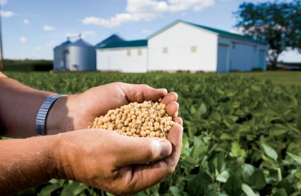 soybeans