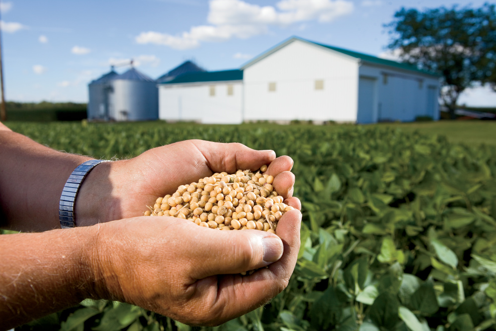 soybeans