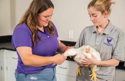 Victoria Ayres, assistant professor of poultry science at Tennessee Tech, gives students hands-on experience with poultry.