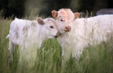 Two calves in the field, a 2024 Virginia Agriculture Week Photo Contest winner