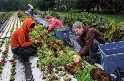 People pick lettuce at Radical Roots Farm, one of the organizations that has benefitted from agriculture grants in Virginia
