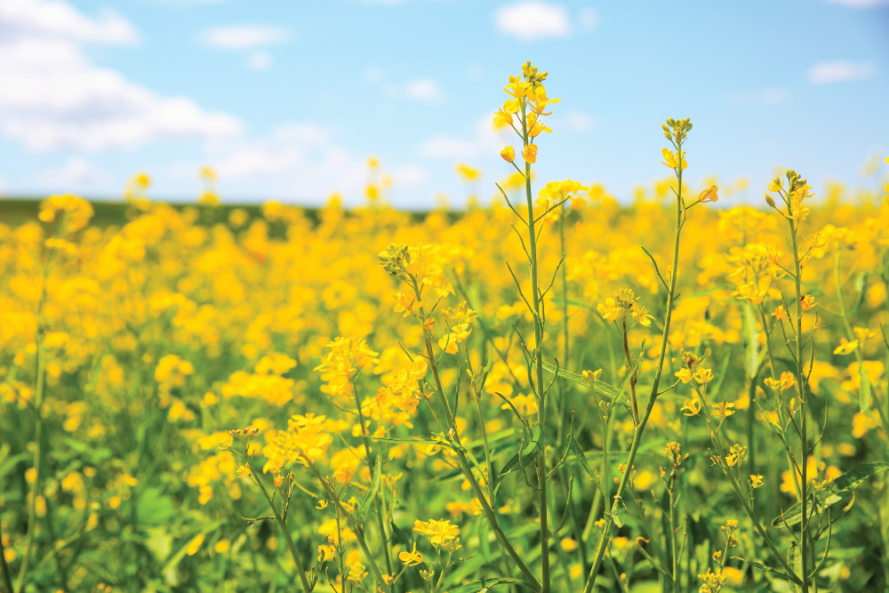 canola