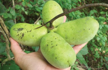 Pawpaws