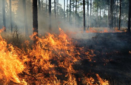 wildfires