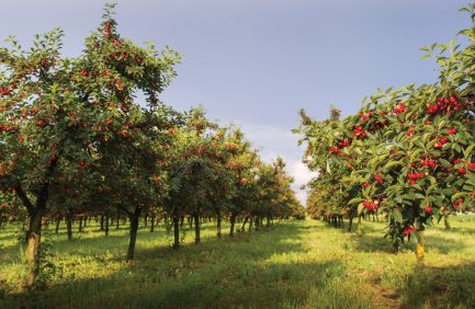 cherry trees in San Joaquin County, CA