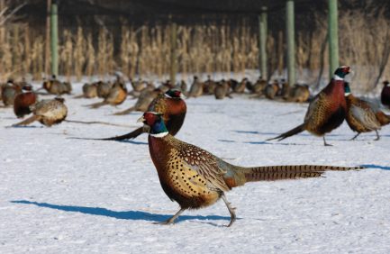 Pheasants at Swenson Gamebirds