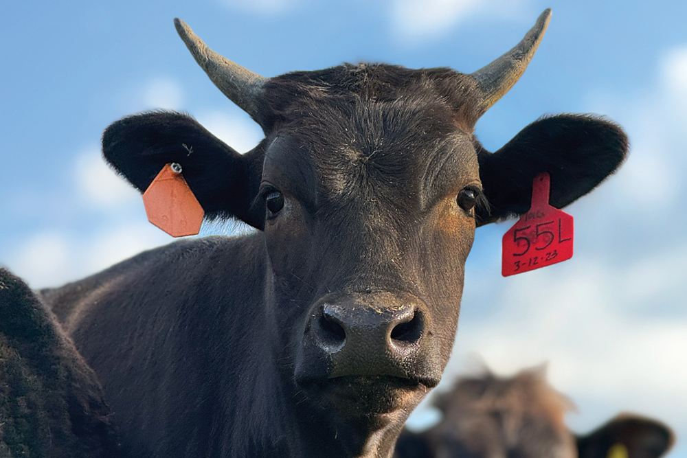 wagyu cattle