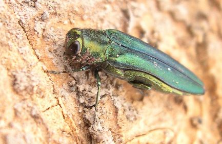 The emerald ash borer targets ash trees, one of the state’s native trees.