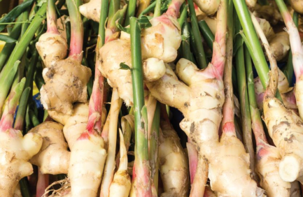 Virginia State University College of Agriculture ginger