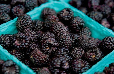 blackberries