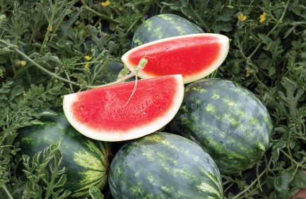North Carolina watermelon