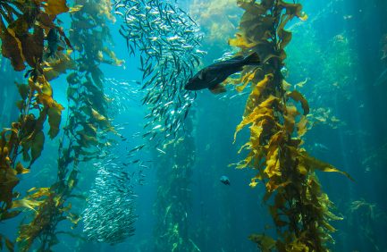 kelp
