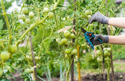 woman pruning tomato plants