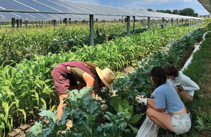 Women pick tomatoes and tender greens at Sprout City Farms at Jack’s Solar Garden in Longmont, CO.