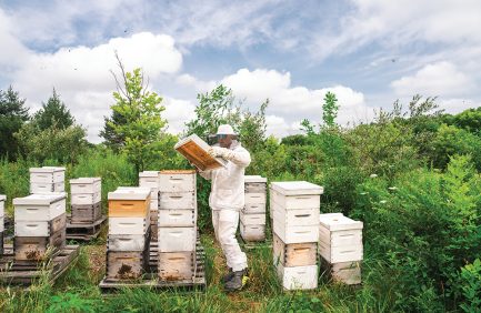 Zeke Jackson, honey producer for Wisconsin Bee Company, checks out some of the company's hives.