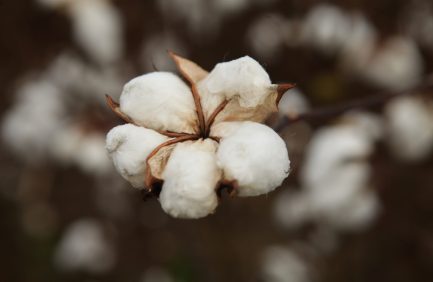 Texas cotton