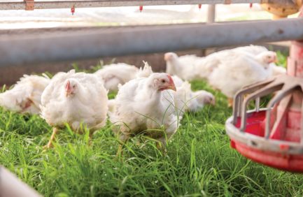 Greener Pastures Chicken