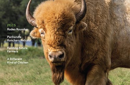 Go Texan 2025 cover - buffalo