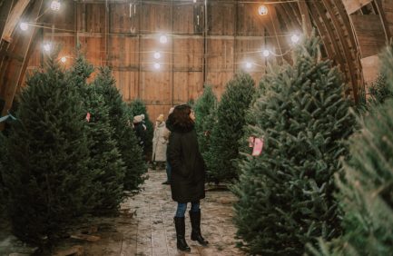 Wisconsin Christmas tree farms